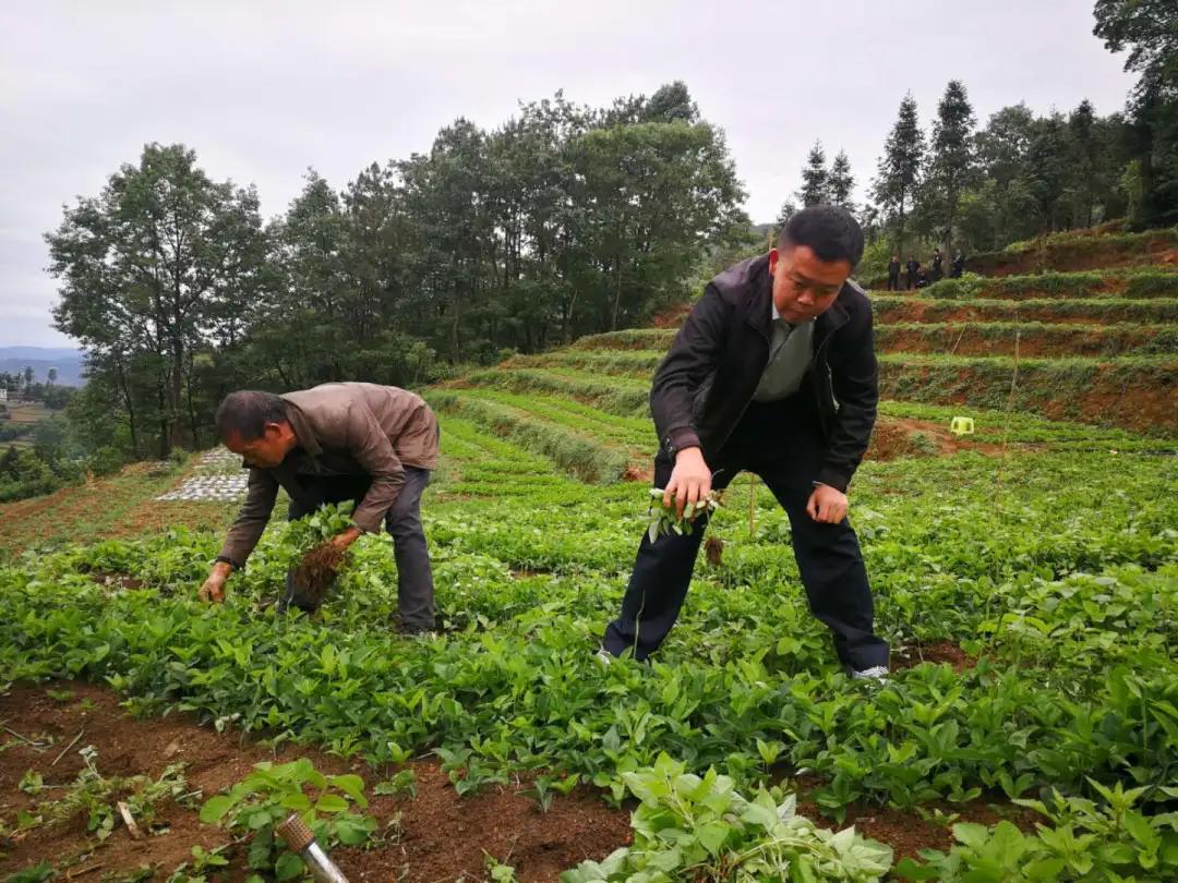 胜营镇最新新闻动态深度解读